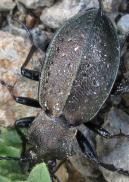 Carabus (Orinocarabus) sylvestris -  Alto Adige